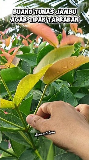 Buang Tunas Jambu, Agar tidak tabrakan