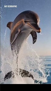 🦈🌊 Beautiful Sea Moment in 4K #shorts #youtubeshorts