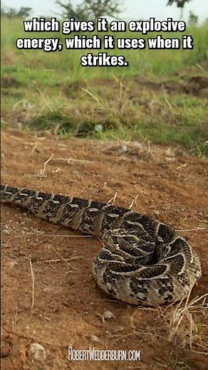 The Puff Adder's Deadly Ambush #snake #wildlife