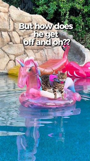 Kayla, Nick & Mavi on Instagram: "Our story: Creating the SurferCat life jacket was all about necessity. After trying over half a dozen dog life jackets that always dunked Mavi’s head underwater or were so bulky he could barely move, we found ourselves needing something better. During Mavi’s water training—kayaking, paddle boarding, and surfing—we often went without a life jacket because we couldn’t find one that fit a cat’s long body and curved natural swimming position. So, a few years ago, we