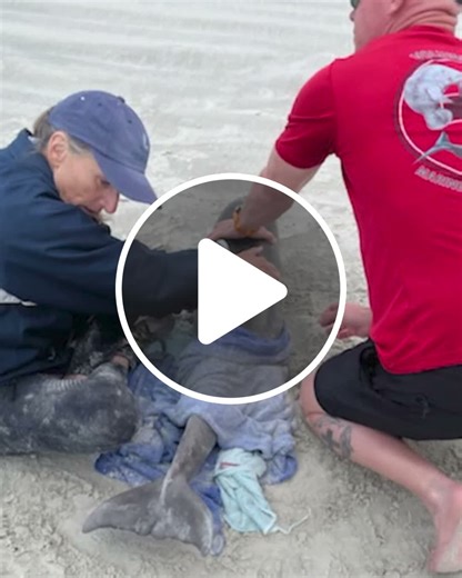 Baby dolphin rescued after being found washed up on Florida beach - NewsBreak
