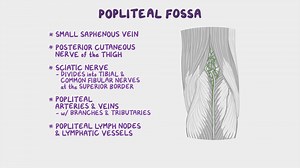 Video: Anatomy of the popliteal fossa - Video Explanation! | Osmosis | Osmosis
