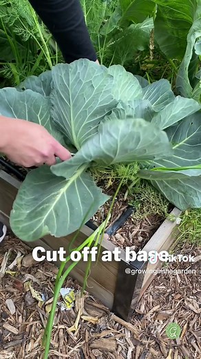 Cabbage Harvesting Tips for a Successful Haul in the Desert