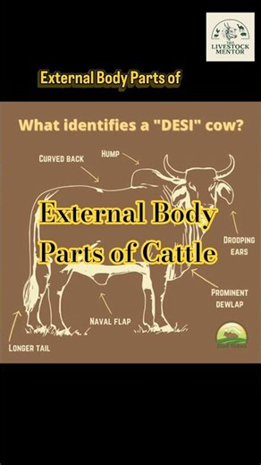 🐄 External Body Parts of Cattle – Identification and Basic Anatomy🐂🐄💯