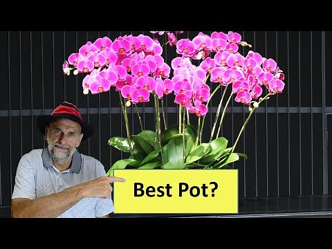 Best Pots for Growing Orchids - Do You Need Special Orchid Pots?