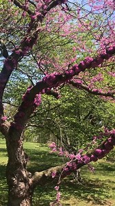 10K views · 331 reactions | Let's learn some of the street trees that are blooming here in Philadelphia in late April! #philly #philadelphia #trees #plants #tree #arborist #urbanforestry #redbud #cercis #oaks #oak #quercus #plants #sassafras #crabapple | Andrew The Arborist | Facebook