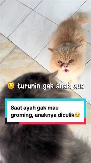 Kucing Ngamuk Saat Diculik: Drama Grooming Lucu