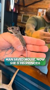 Baby mouse nests in man’s beard like it’s the softest pillow 🥹 #mouse #animalrescue #cuddlebuddies | Cuddle Buddies