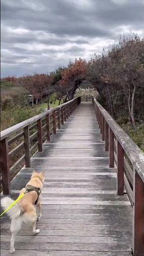 Kashimanada Sea Side Park 鹿島灘海浜公園 #travel #nature