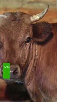 🚨 Foot-and-Mouth Disease (FMD): Early Signs Every Farmer Must Know! #animalhealth #proveterinarycare