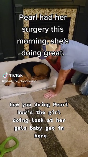 Pearl's Vet Visit: A Resilient Bloodhound's Journey