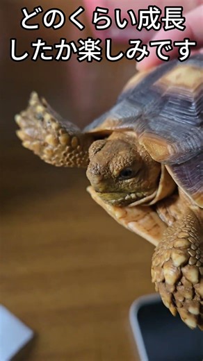 アダマンタイマイの身体測定2026年3月 #リクガメ #爬虫類 #turtle #ケヅメリクガメ