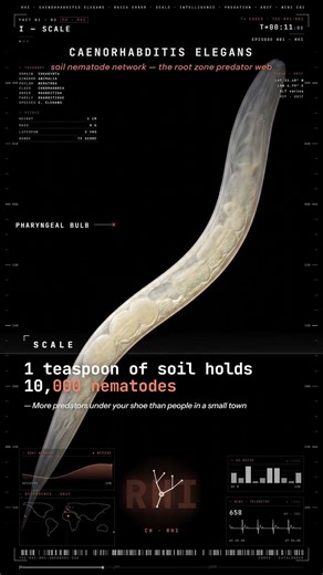 Soil Nematode Network — The Root Zone Predator Web — SCALE: 1 teaspoon of soil holds… | Rhiza Error