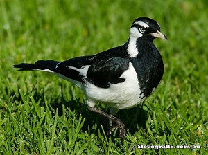 Magpie lark - Alchetron, The Free Social Encyclopedia
