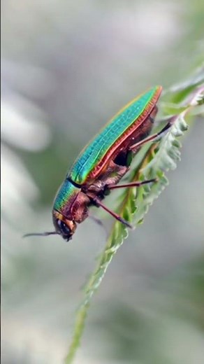 "The Most Beautiful Beetle You've Never Seen!"#shorts #insects #bettle
