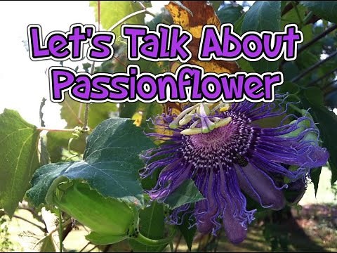 Let's Talk About Passionflower (Medicinal Herb)!