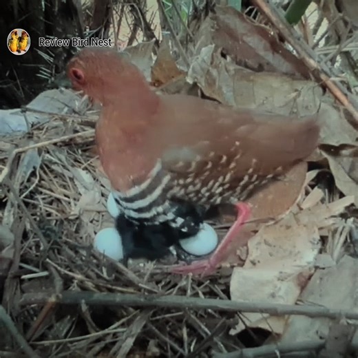 Red-legged crake birds Feed the baby in the nest | Review Bird Nest