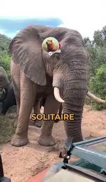 Parlons de lelephant dAfrique Le plus grand des animaux terrestre!! #animal#elephant#animaux