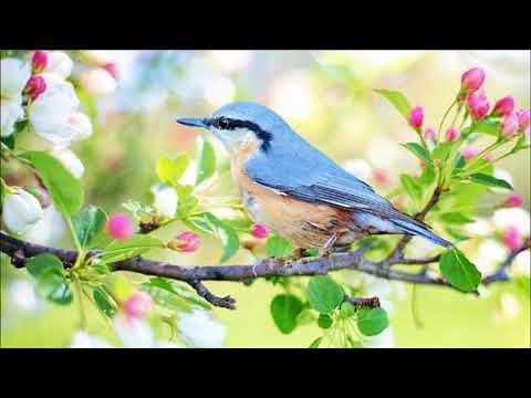 musique thérapeutique pour dormir 1,musique douce 1 minute,musique de 1 minute,relaxante musique