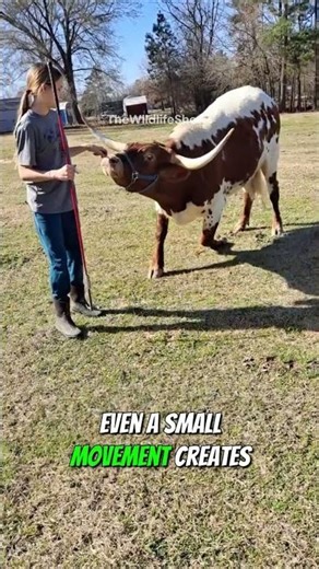 Why Do Cows Have Rings in Their Noses 😳 #funnyanimals #animalsfacts #animals #cow #bull