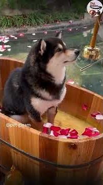 See the VIP dog treatment😯| Dog living better life than you