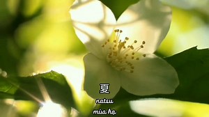 Captivating Nature Scenes with Intimate Couple Moments