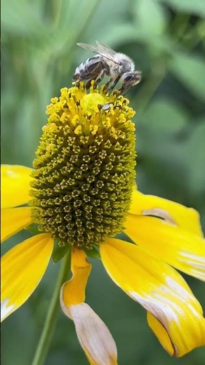 Honey Bee Pollinating Flower in Slow Motion Close-Up