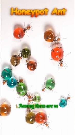 Honeypot Ants 🍯🐜 - The Ant That Becomes a Sweet Storage Tank #shorts