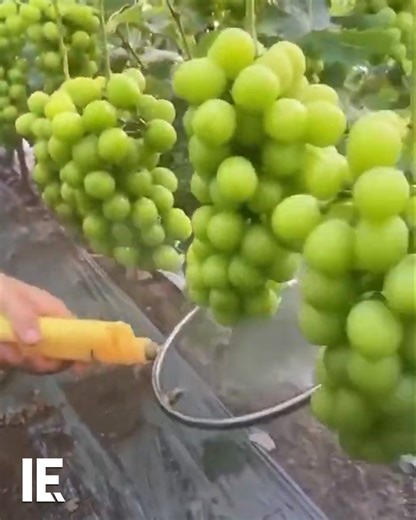 190K views · 372 reactions | When you need to spray fruits and vegetables during their growing period, but you also have to avoid hard power-sprayers, this loop sprayer from MacroBacter can help achieve the harvest you want. | Interesting Engineering | Facebook