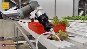 Fambo is developing the farms of the future which are ecologically conscious and sustainable. Fambo's hermaphrodite plant pollination system is designed to be environmentally sustainable. By reducing the reliance on natural pollinators and minimising the use of pesticides, the system can help reduce the impact of agriculture on the environment. In addition to the hermaphrodite plant pollination system, Fambo is developing a hydroponic transplantation system that uses cobots. Hydroponic transplan