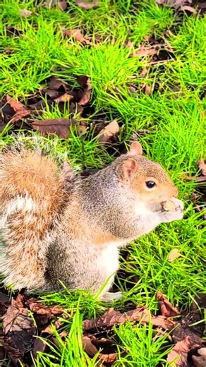 🎵🎶 Squirrel and Wood Pigeon at midday☀️. #squirrel #cute #wildlife