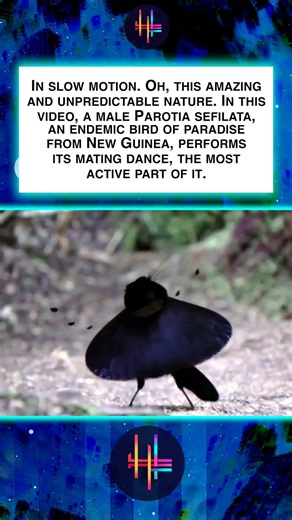 Amazing slow motion bird dance video