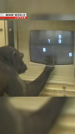 'Genius' chimpanzee Ai dies in Japan | NHK WORLD-JAPAN