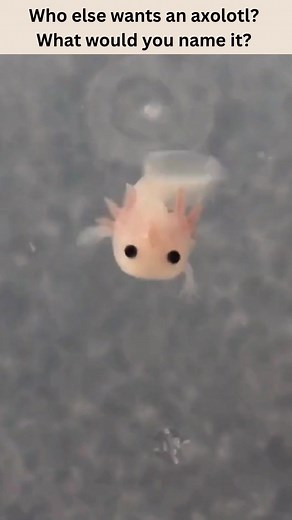 Funny Animals Cute Pets on TikTok