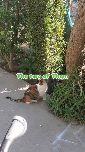 A CATS 🐈 LUNCH or DINNER... THE TWO OF THEM | Jerry Howell