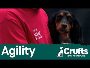 Agility Crufts Novice Cup Final - Small (Agility) | Crufts 2026