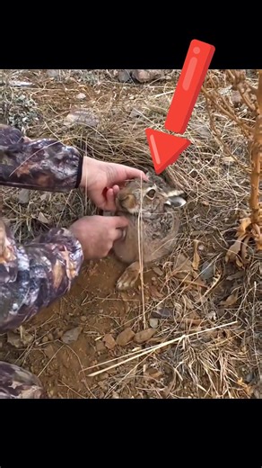 Сегодня я увидел кролика, но решил не охотиться на него#rabbit#hunting#chass#challenge