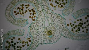 Stamen or Anther under microscope. Cross section of a Lilium stamen, with four locules surrounded by the tapetum. Sexual reproduction in plants. 100x times magnificatiion