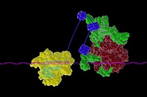 Cas9: As a Transcriptional Activator