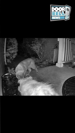 Cat Lays Smackdown On Opossum