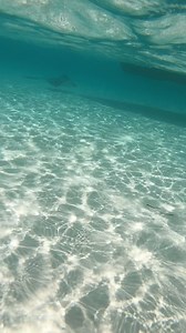 270K views · 6.6K reactions | hermosas Mantarrayas en Cozumel, pasaron justo a lado de nosotros, si da un poco de miedo 凉 | Yucatecos Viajeros | Facebook