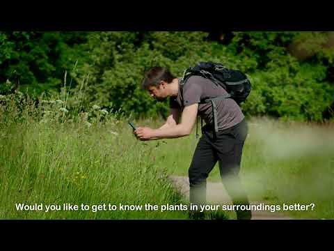 The Flora Incognita App - automated plant species identification (with subtitle)