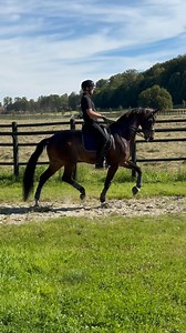 Fireball channeling his inner Glamourdale on the canter track this morning 🥰 @lottie_fry 👑 @judycraymer 🖤 | Boswell Dressage