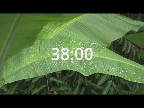 Rain Forest Ambience | 50/10 Focus Timer 🌿 Rain Forest Ambience | 50/10 Focus Timer