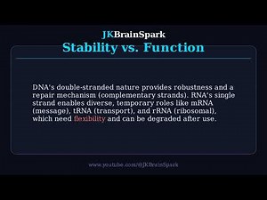 🧬 Why is DNA double-stranded while RNA is usually single-stranded | JKBrainSpark