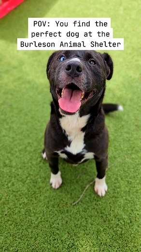 Conner, our Pet of the Week, is still here. He is a 3-year-old American Pit Bull Labrador Retriever mix, came to the shelter as a stray. He can be a little shy at first, but once he knows you, he adores you. He is heartworm positive, but the shelter pays 100% of his treatment. Conner's adoption fee has been waived and includes shots, microchipping, heartworm treatment, and neuter. ‼️ URGENT - SHELTER IS AT CAPACITY FOR DOGS ‼️ See all available pets here: burlesontx.com/adopt #AdoptDontShop #Dog