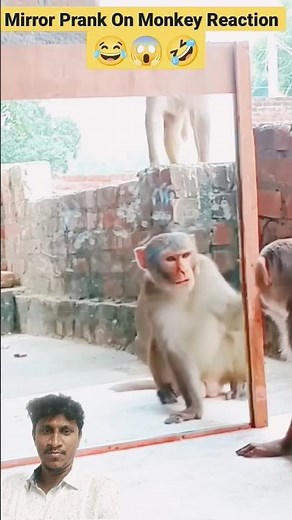 Monkey 🐒 Mirror prank 🤡🤣😂 | Reaction #funnyprank #ytshorts