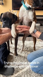 Rocco trying the all hands in challenge, he didn’t do so well! #BoxersOfTikTok #BoxerLife #Dogs #Boxers #AllHandsInChallenge #Fyp #FunnyDog #ChallengeFail #GoofyBoxer #DogChallenge #PuppyFails | Georgie The Singing Boxer
