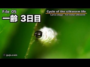 【蚕の一生】Cycle of the silkworm life：05/33 一齢