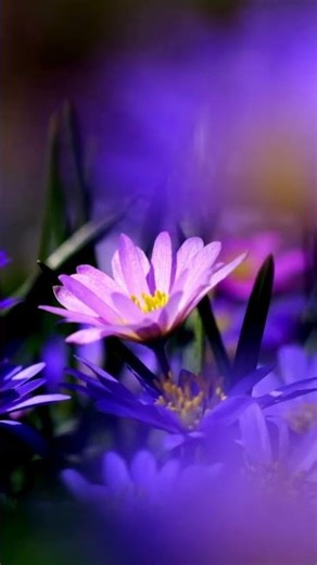 Anemone Flower Blooming 🌸 | Delicate Beauty of Nature 🌿